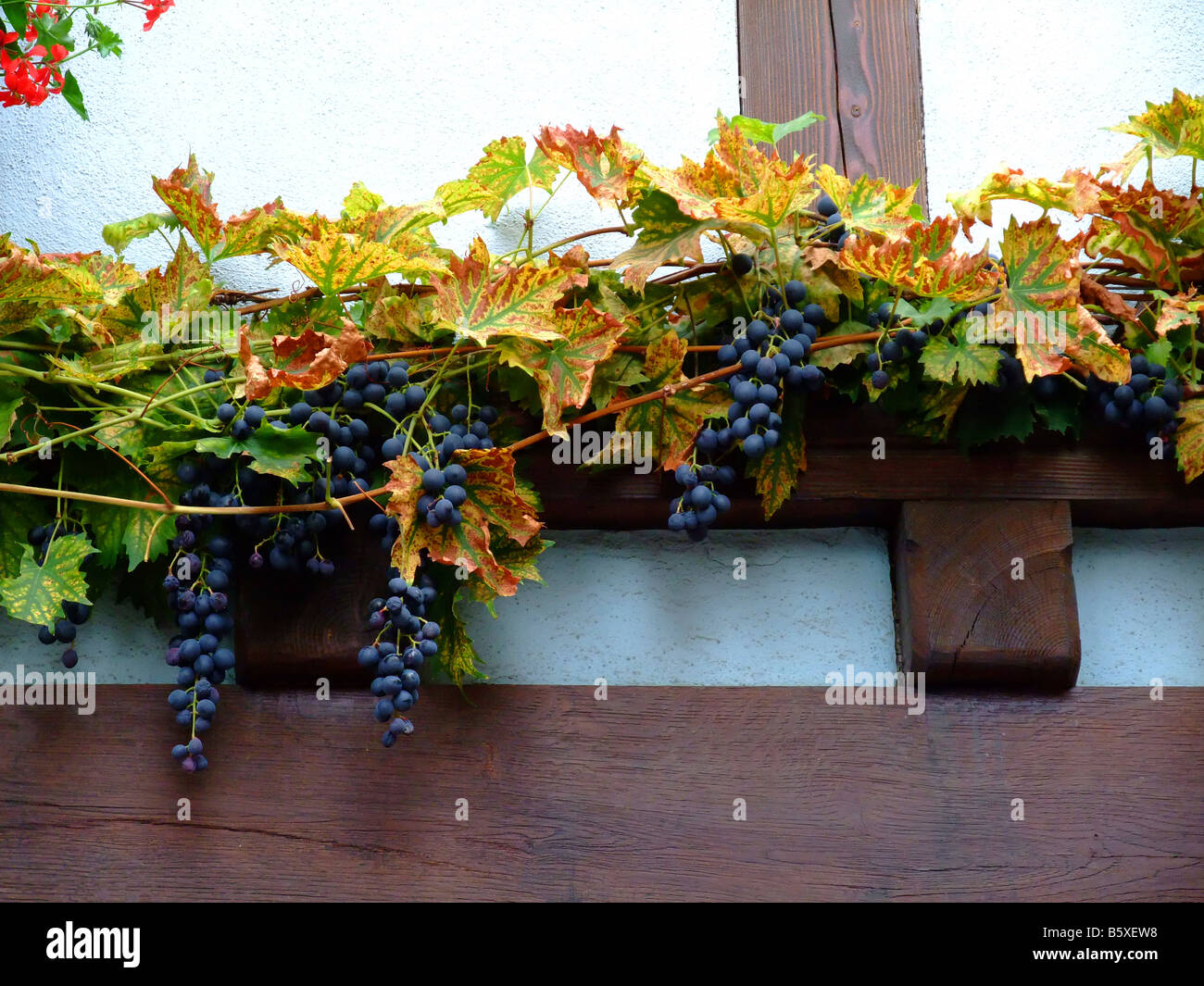 Maturazione uve francesi su un graticcio muro a Obernai - Alsace - Strada del Vino - Route du vin Foto Stock