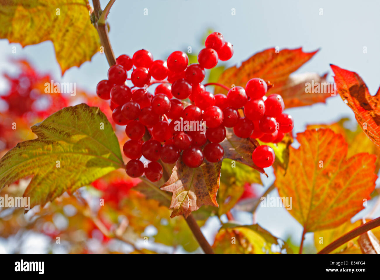 Rosa viburno Viburnum opulus bacche mature su albero Foto Stock