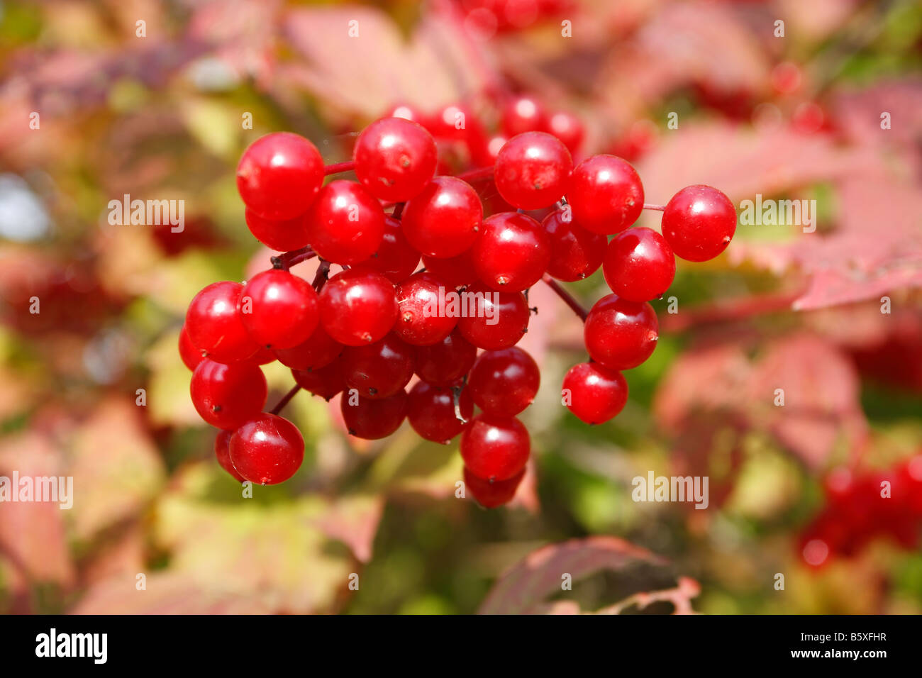 Rosa viburno Viburnum opulus close up di bacche mature Foto Stock