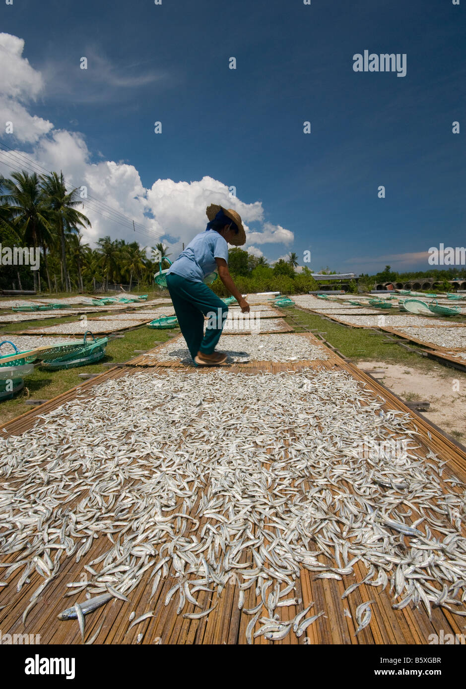 Il metodo tradizionale di essiccazione di acciughe in Terengganu Malaysia Foto Stock