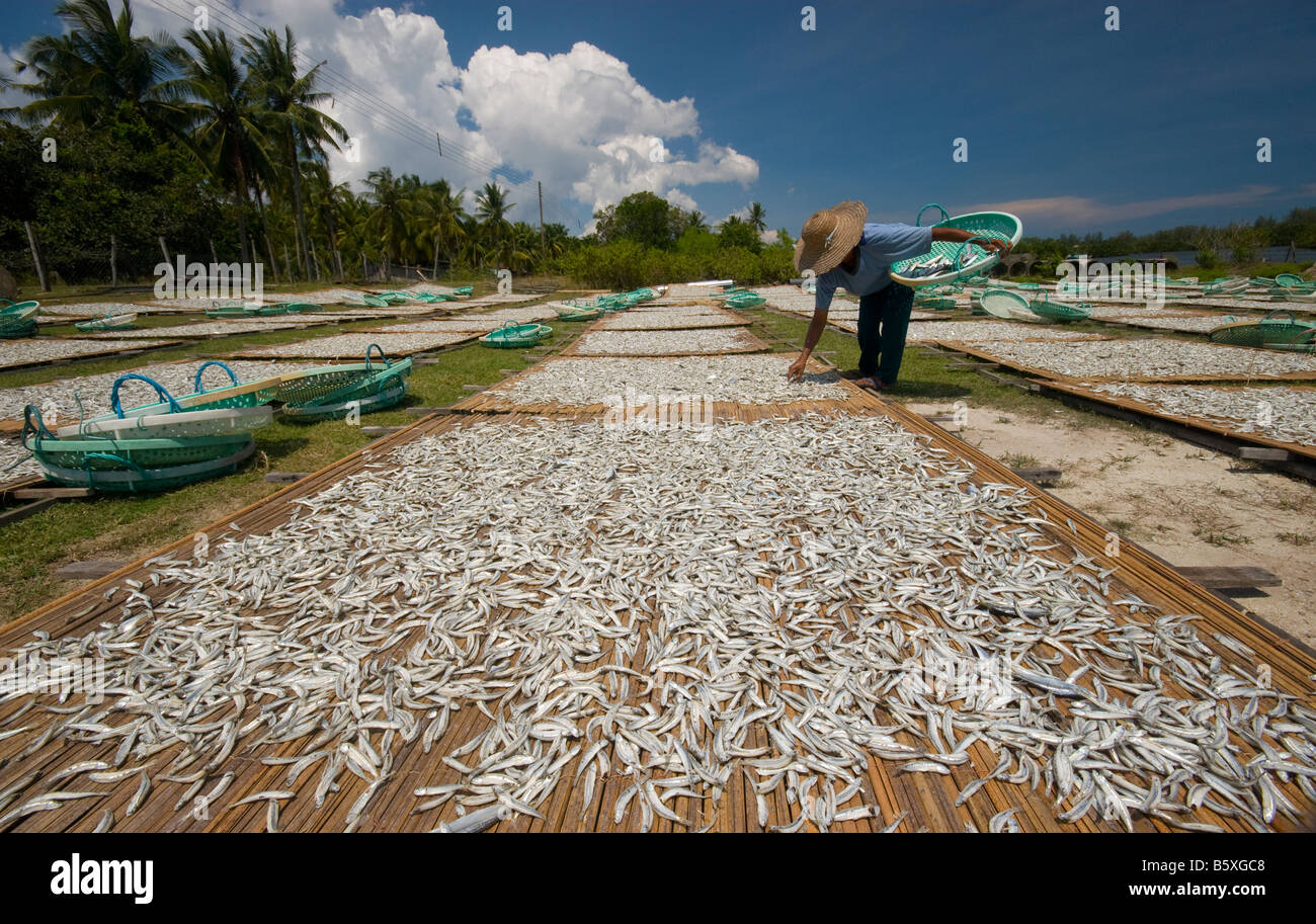 Il metodo tradizionale di essiccazione di acciughe in Terengganu Malaysia Foto Stock