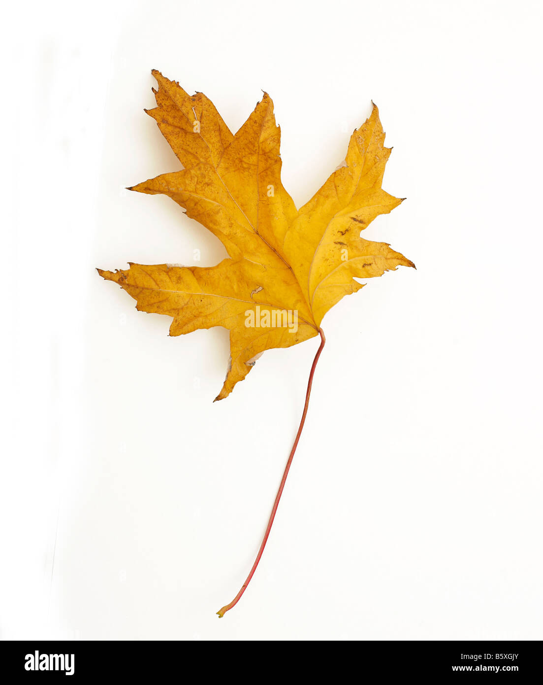 Giallo autunno foglie bianco su sfondo isolato Foto Stock