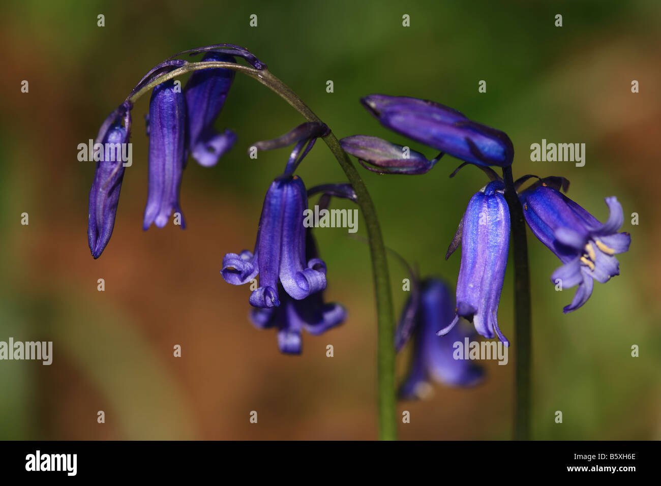 Un close-up di un bluebell flower Foto Stock