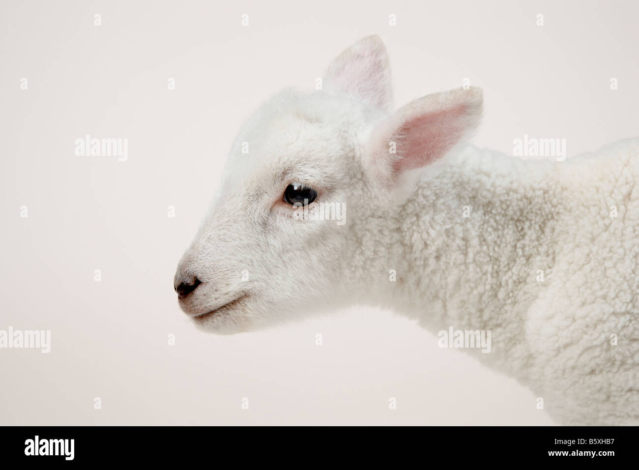 Testa di agnello su bianco Foto Stock