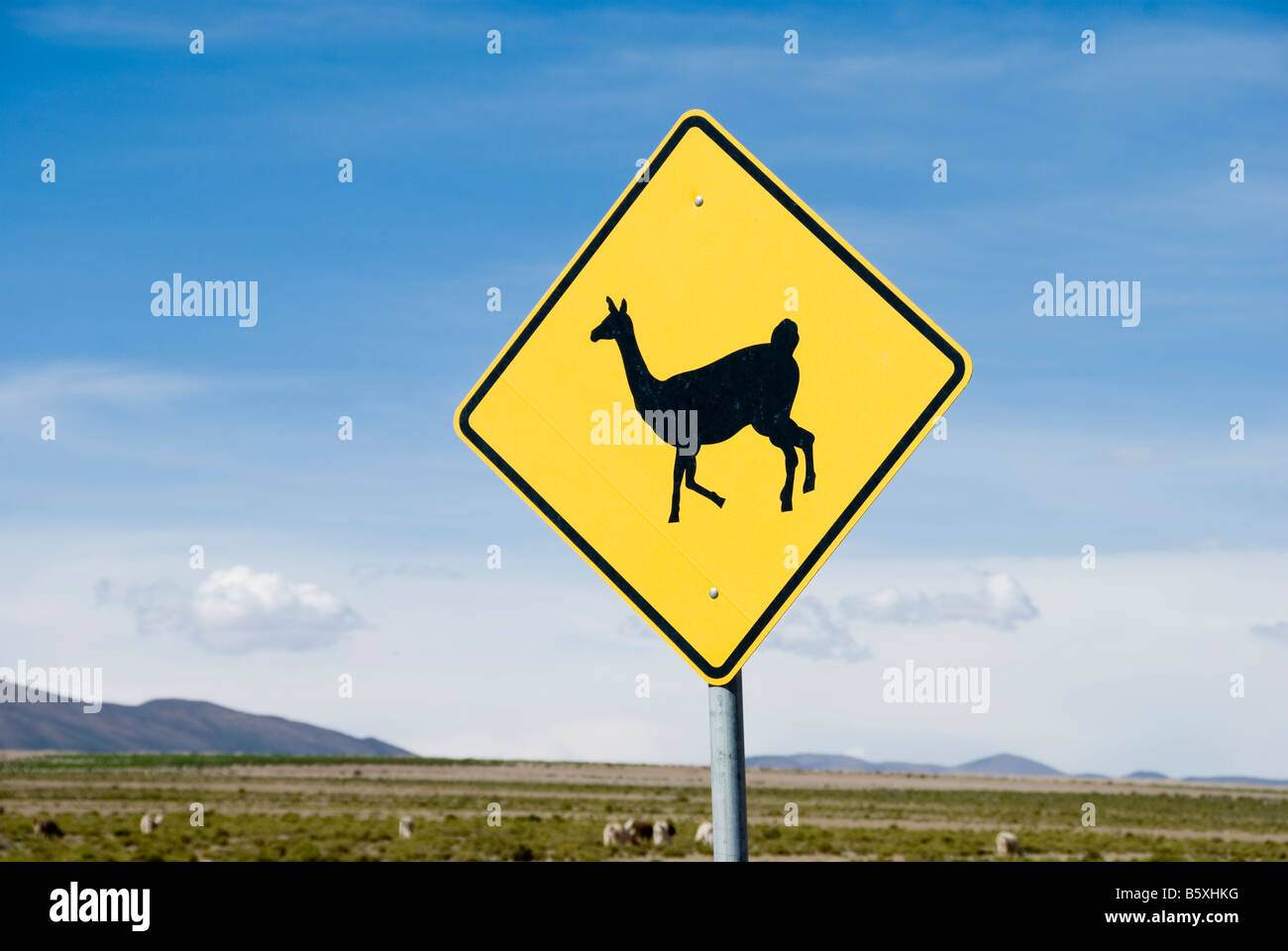 Llama Alpaca segno di attraversamento in Bolivia Foto Stock