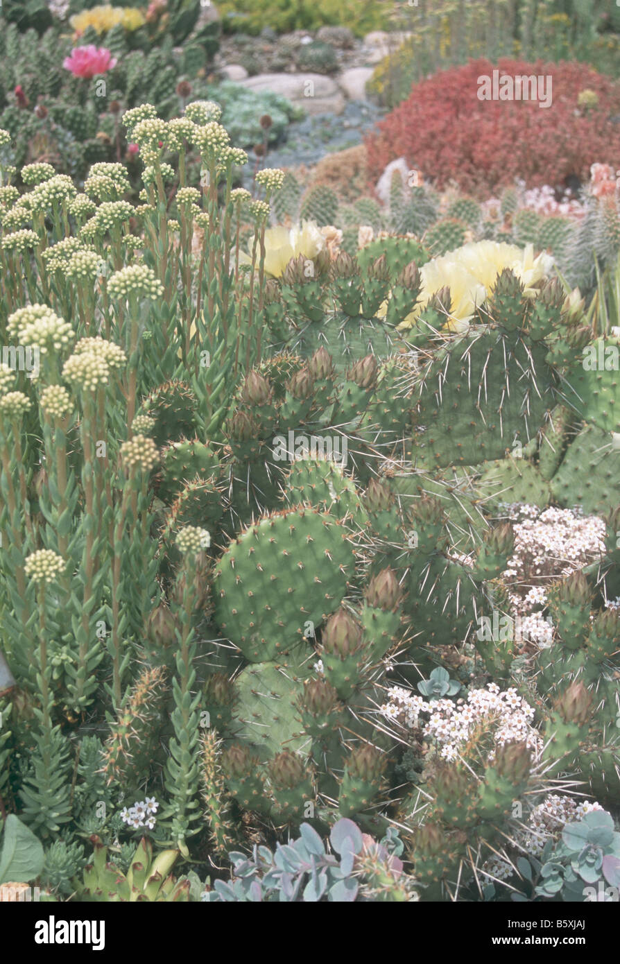 Piante di cactus in tarda primavera del giardino. Foto Stock