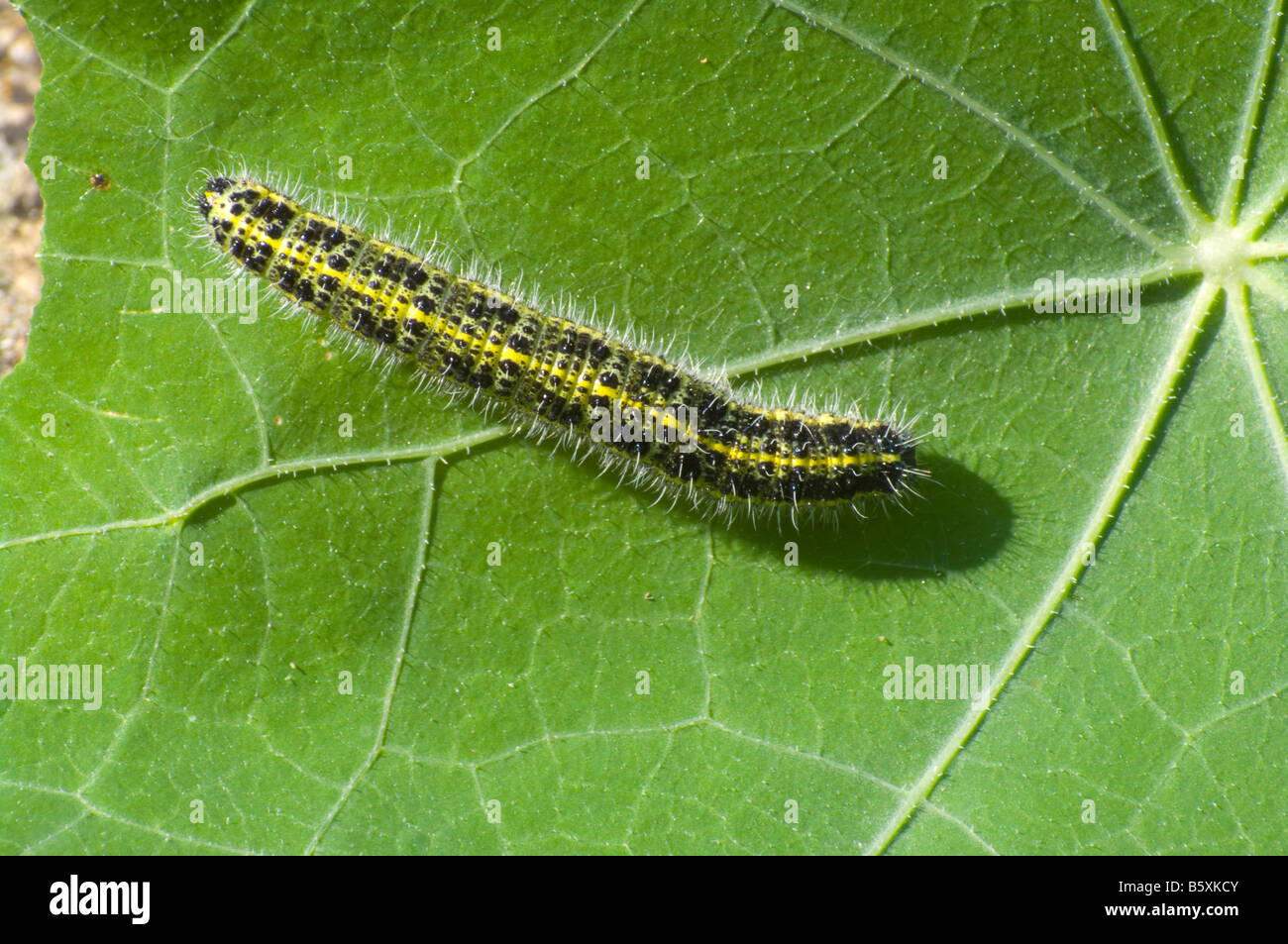 Il cavolo bianco Caterpillar a farfalla su una foglia i Nasturzi Foto Stock