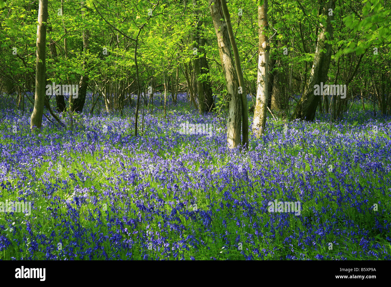 Un legno soleggiato con un tappeto di bluebells e foglie di primavera Foto Stock