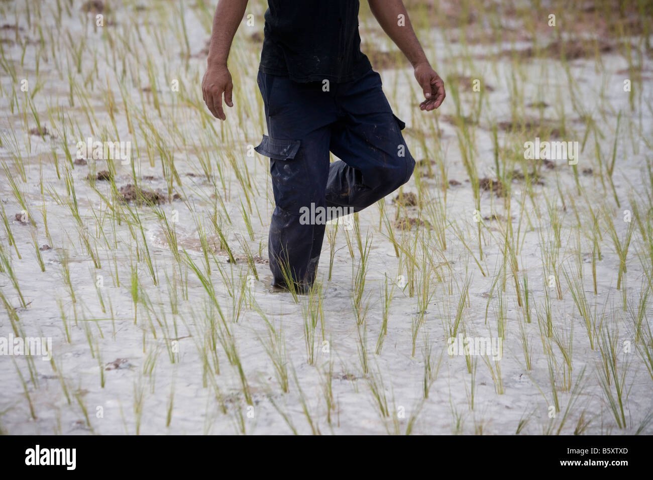 Un coltivatore di piante di riso in un campo di risone al di fuori di Siem Reap, Cambogia. Foto Stock