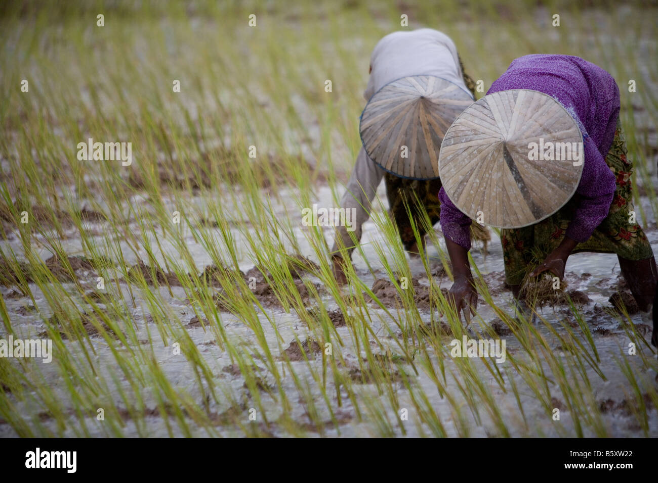Un coltivatore di piante di riso in un campo di risone al di fuori di Siem Reap, Cambogia. Foto Stock
