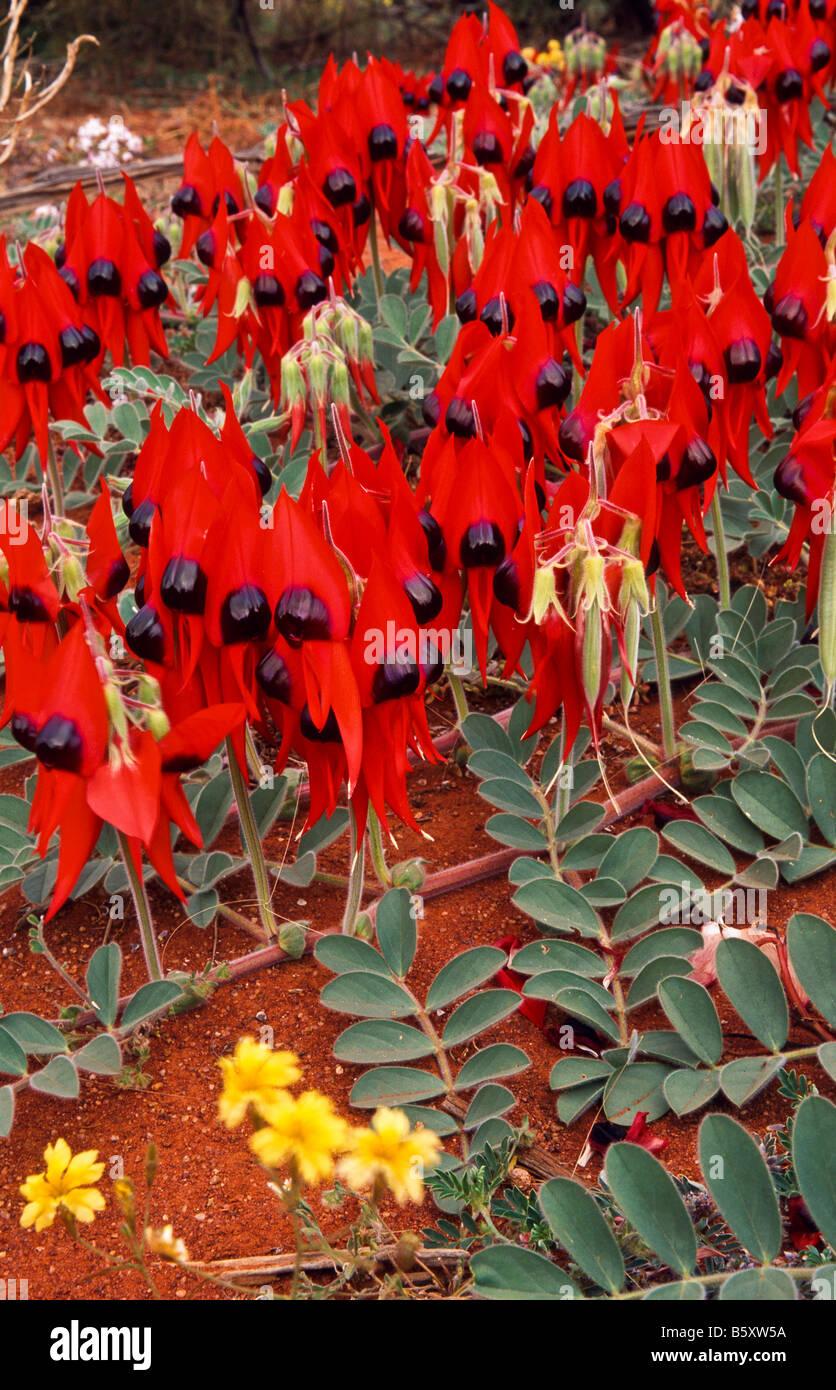 "Sturt del pisello del deserto", outback Australia Foto Stock