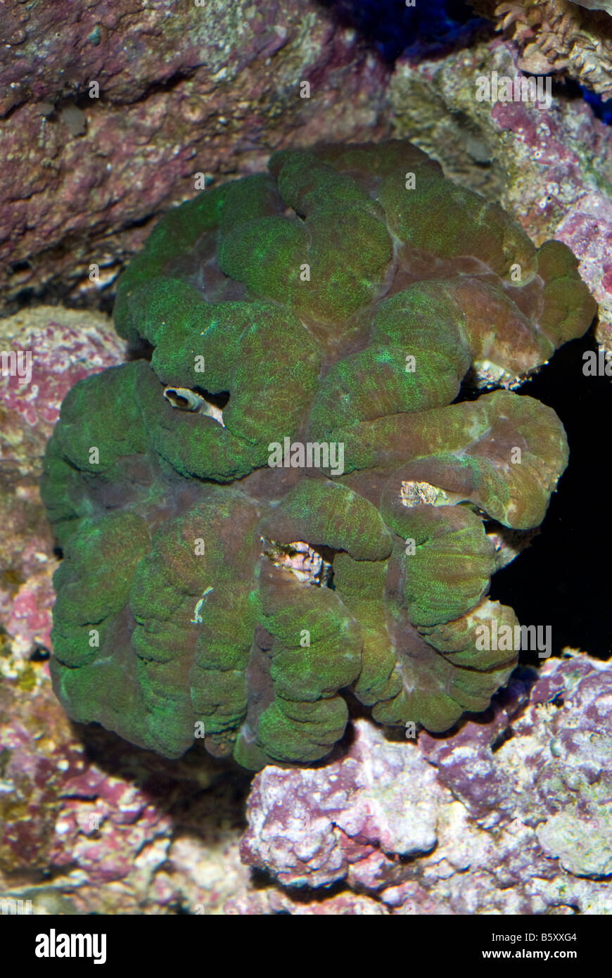 Lobophyllia hataii, coralli duri di Indo-pacifico, Celenterata Foto Stock