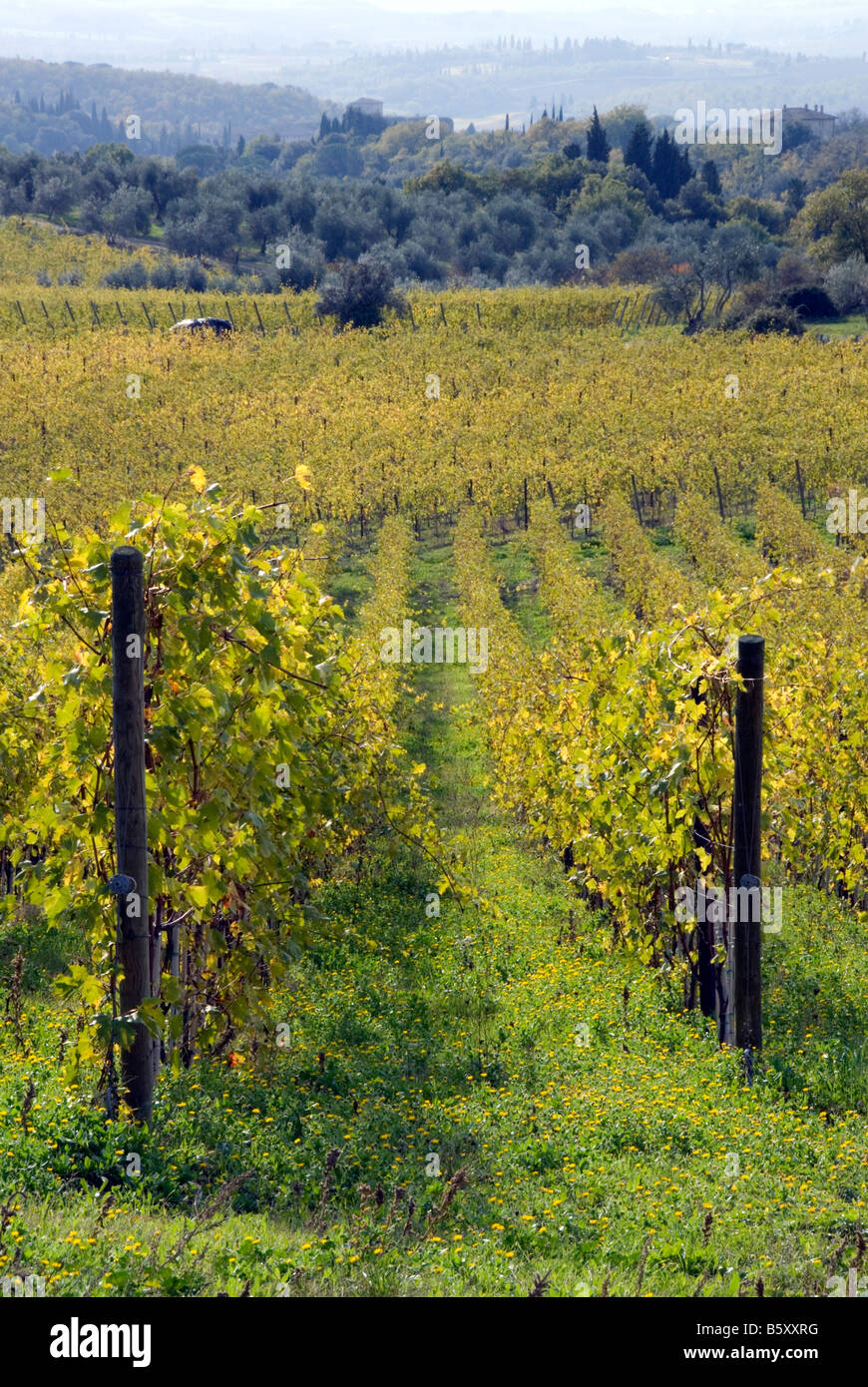 I vigneti del Chianti in Autunno/caduta Foto Stock