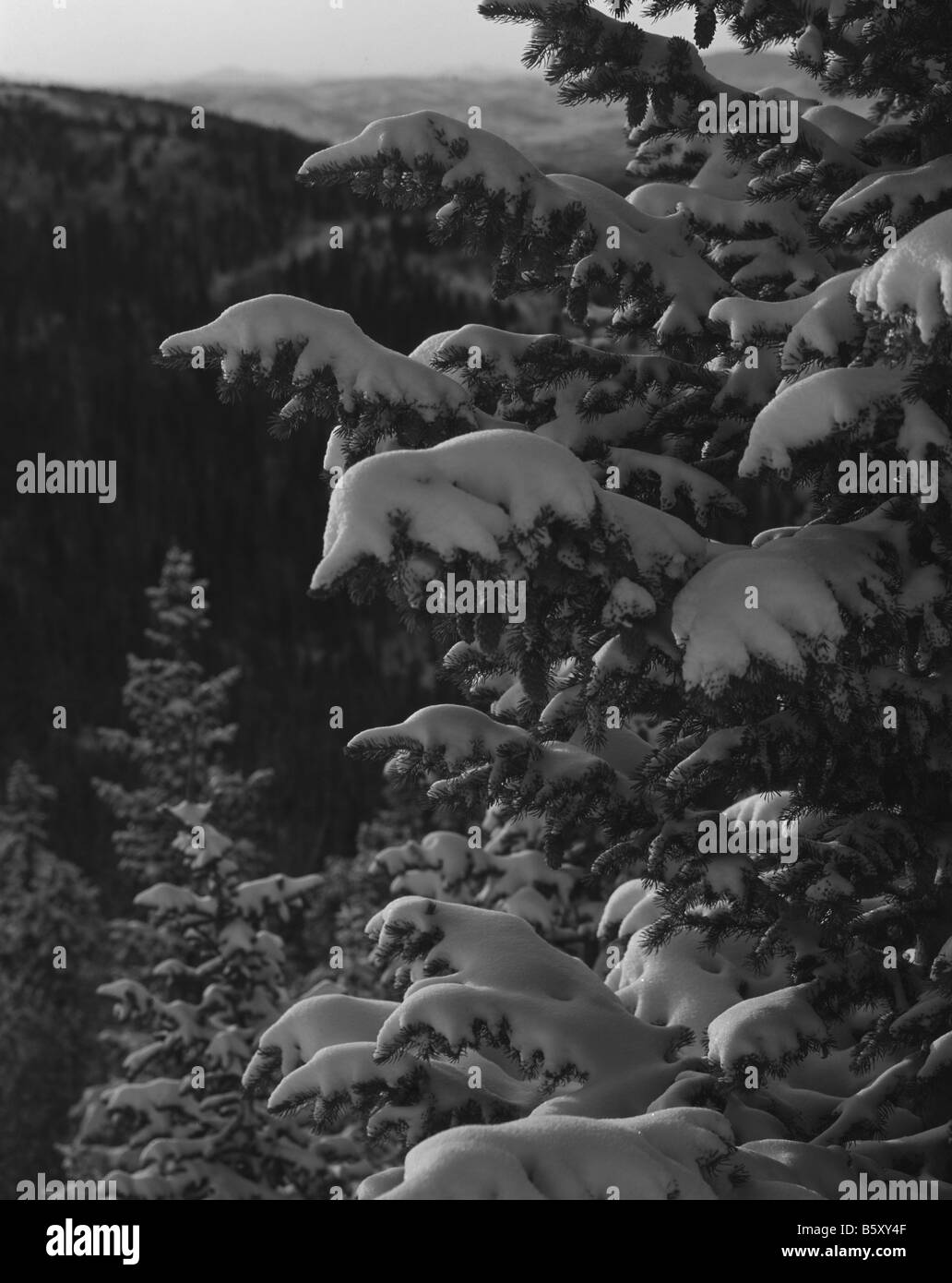 Neve coperto da alberi di pino Foto Stock