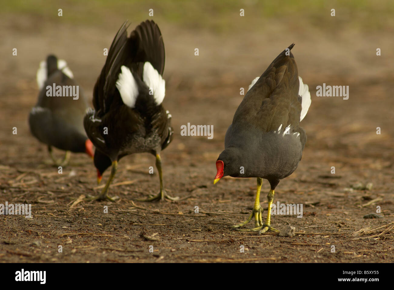 Comune (Moorhen Gallinula chloropus) display territoriale Foto Stock