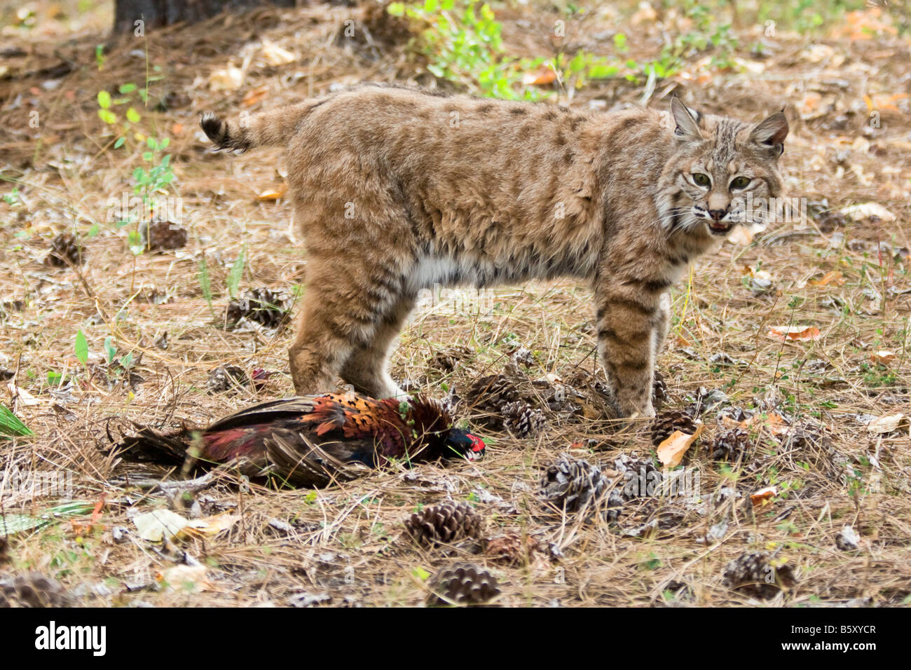 Un bobcat di guardia sulla sua preda di un fagiano - condizioni controllate Foto Stock