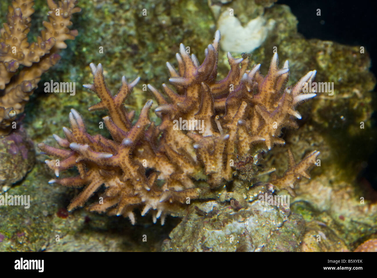 Seriatopora hystrix, coralli duri, Scleractineae di Indo-pacifico Foto Stock