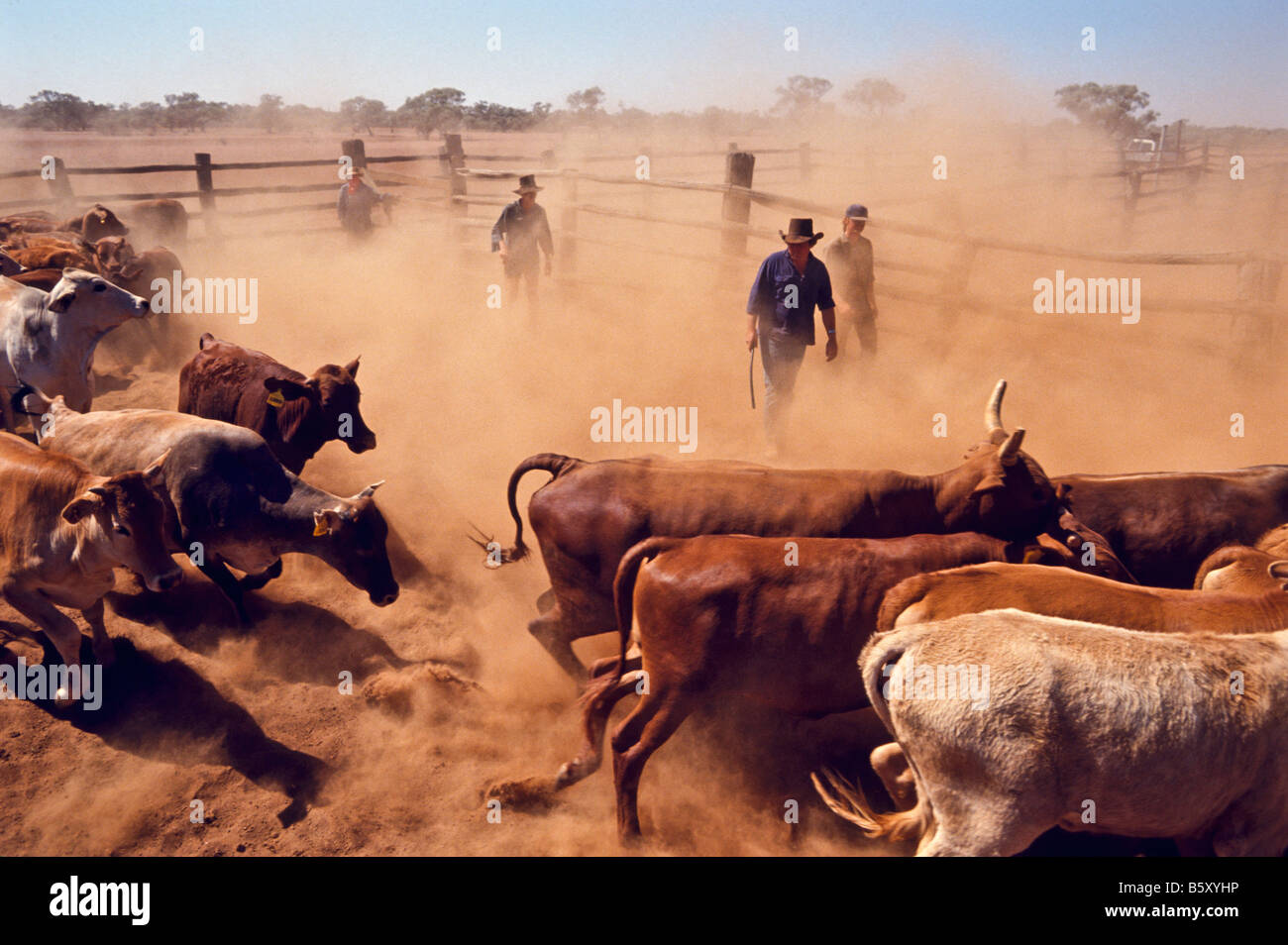 Raduno del bestiame, outback Australia Foto Stock