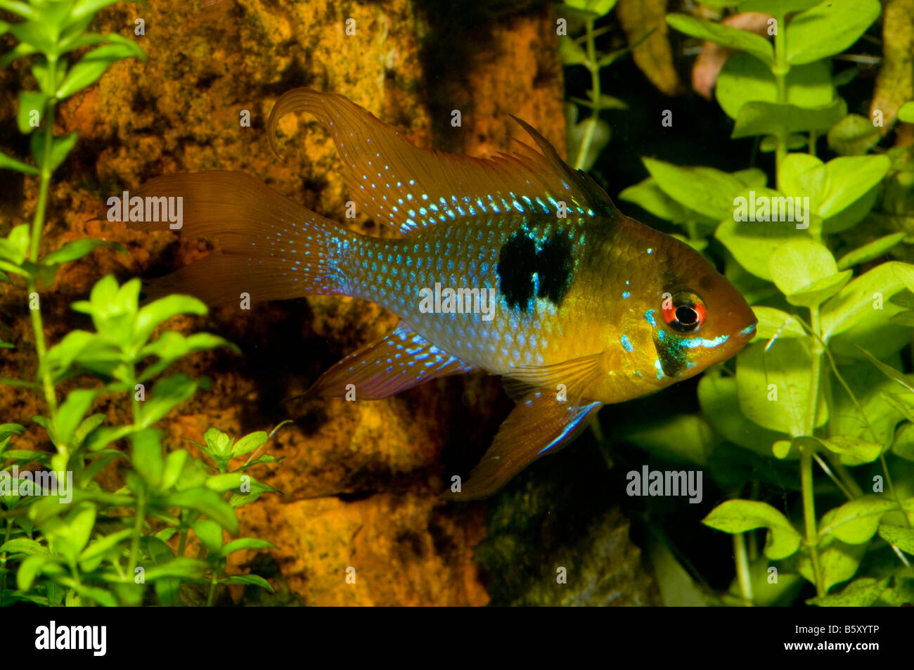 Microgeophagus ramirezi, dwarf cichlid dell America del Sud Foto Stock