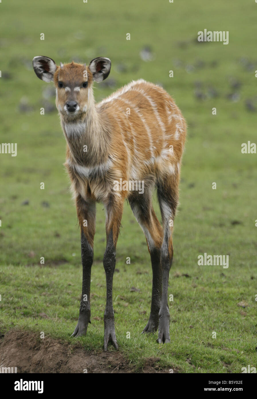 (Sitatunga Tragelaphus spekei) antilope acquatica che aveva grandi zoccoli che splay su lilly pad ecc e tenere a galla. Foto Stock