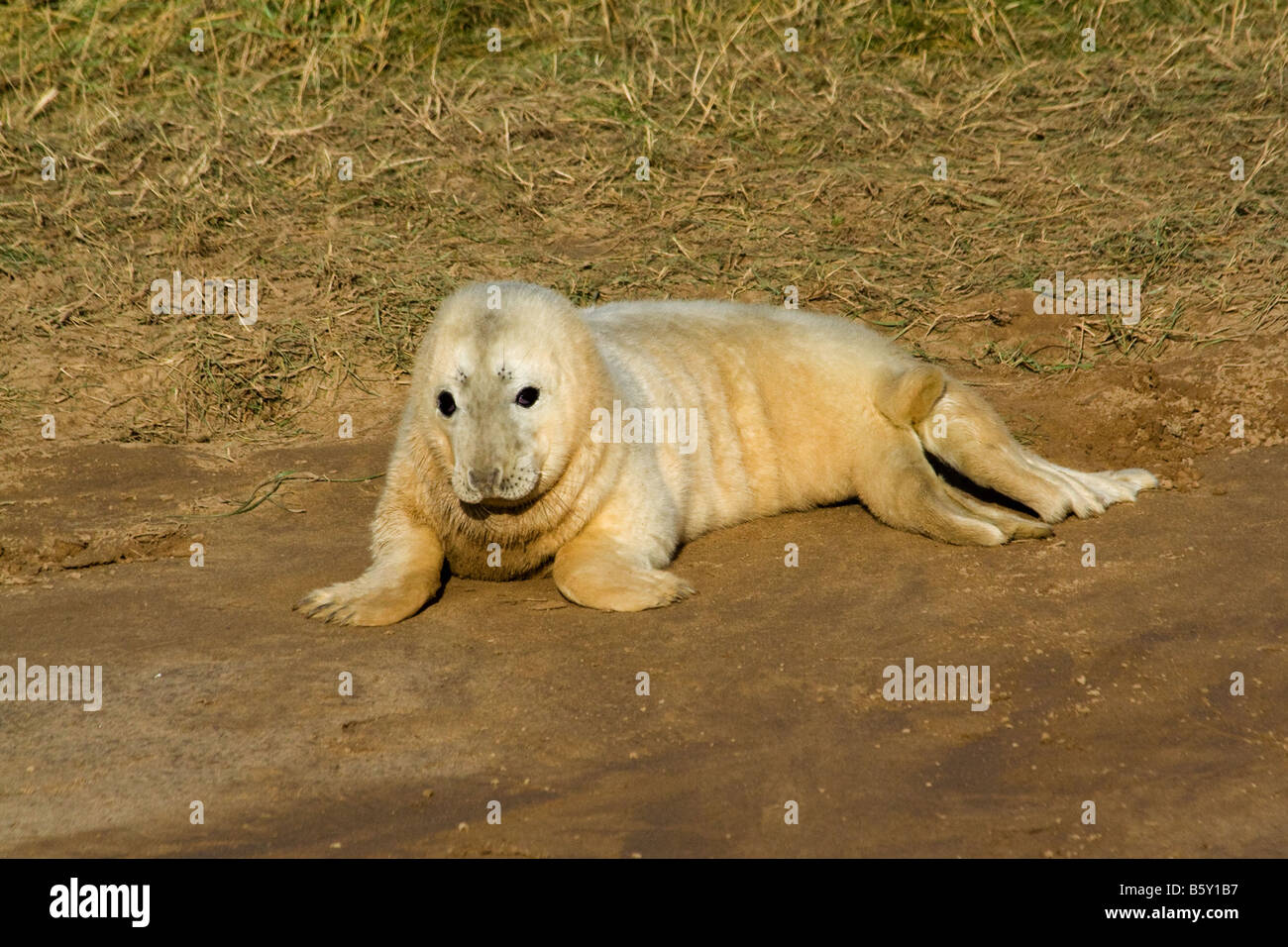 Cucciolo di foca solitario Foto Stock