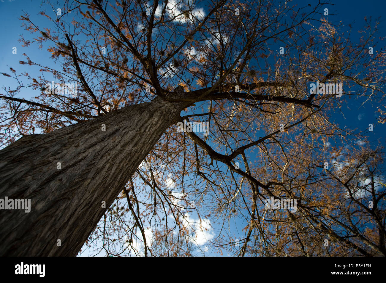Ampia angolazione di un autunno albero da sotto lo sguardo verso il cielo Foto Stock