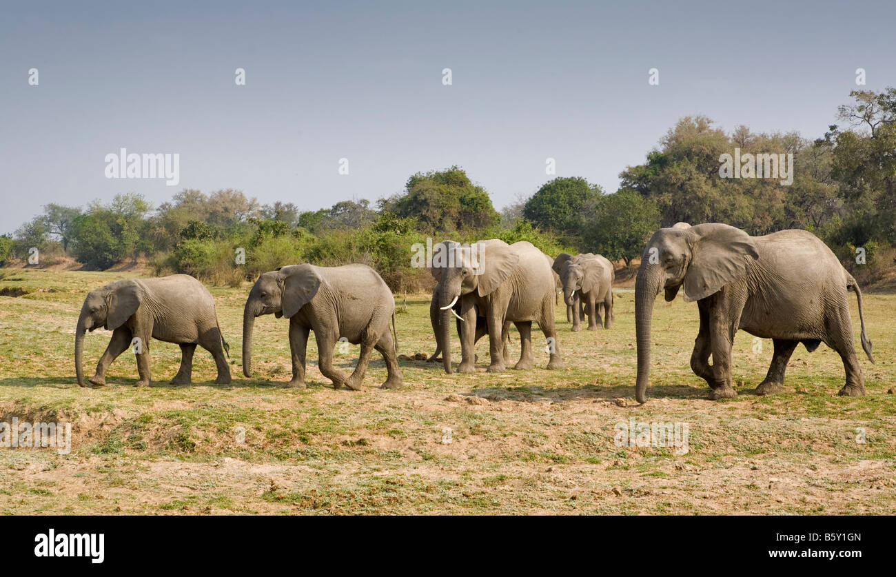 Gli elefanti africani a Sud Luangwa National Park in Zambia Foto Stock