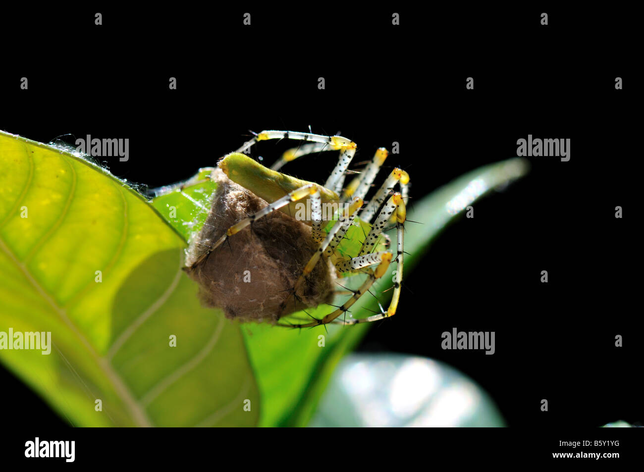 Un verde lynx spider a proteggere il suo sacco di uovo. Texas, Stati Uniti d'America. Foto Stock