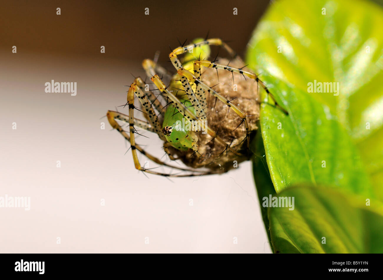 Un verde lynx spider a proteggere il suo sacco di uovo. Foto Stock