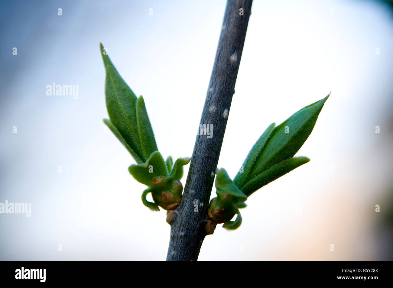 Appena germogliato di gemme ad albero. Foto Stock