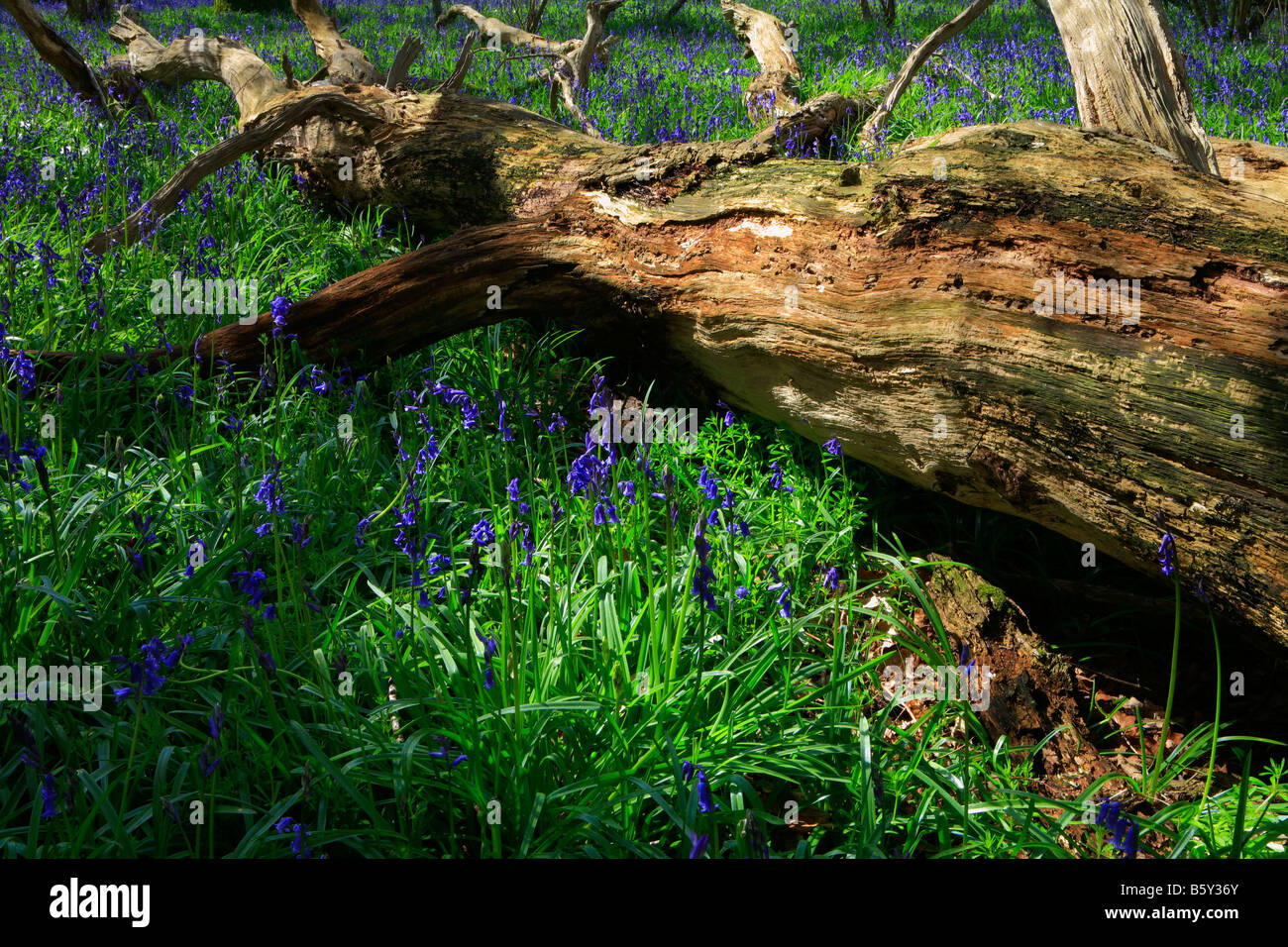 Bluebells fioritura intorno a un albero caduto tronco in presenza di luce solare Foto Stock
