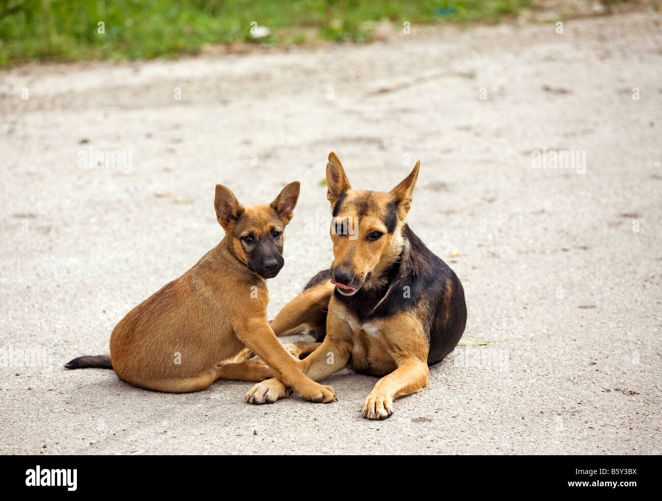 I cani in posa per la fotocamera Foto Stock