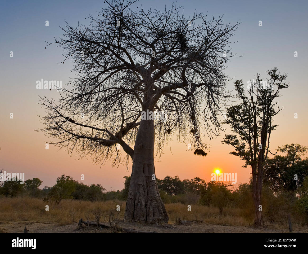 Baobab a South Luangwa National Park in Zambia Foto Stock