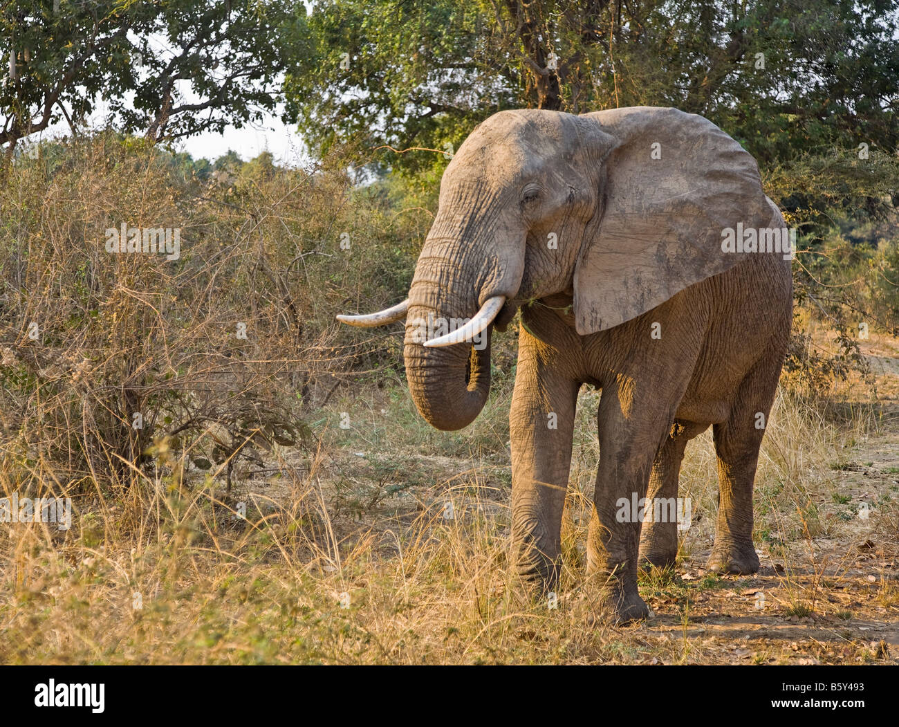 Elefante africano a South Luangwa National Park in Zambia Foto Stock