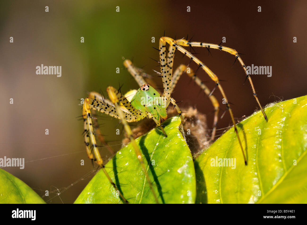 Un verde lynx spider. Texas, Stati Uniti d'America. Foto Stock