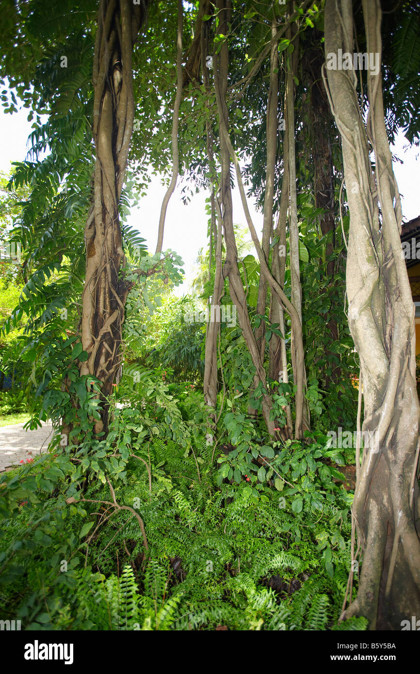 Banyan Tree, che mostra le sue radici aeree, Goa, India Foto Stock