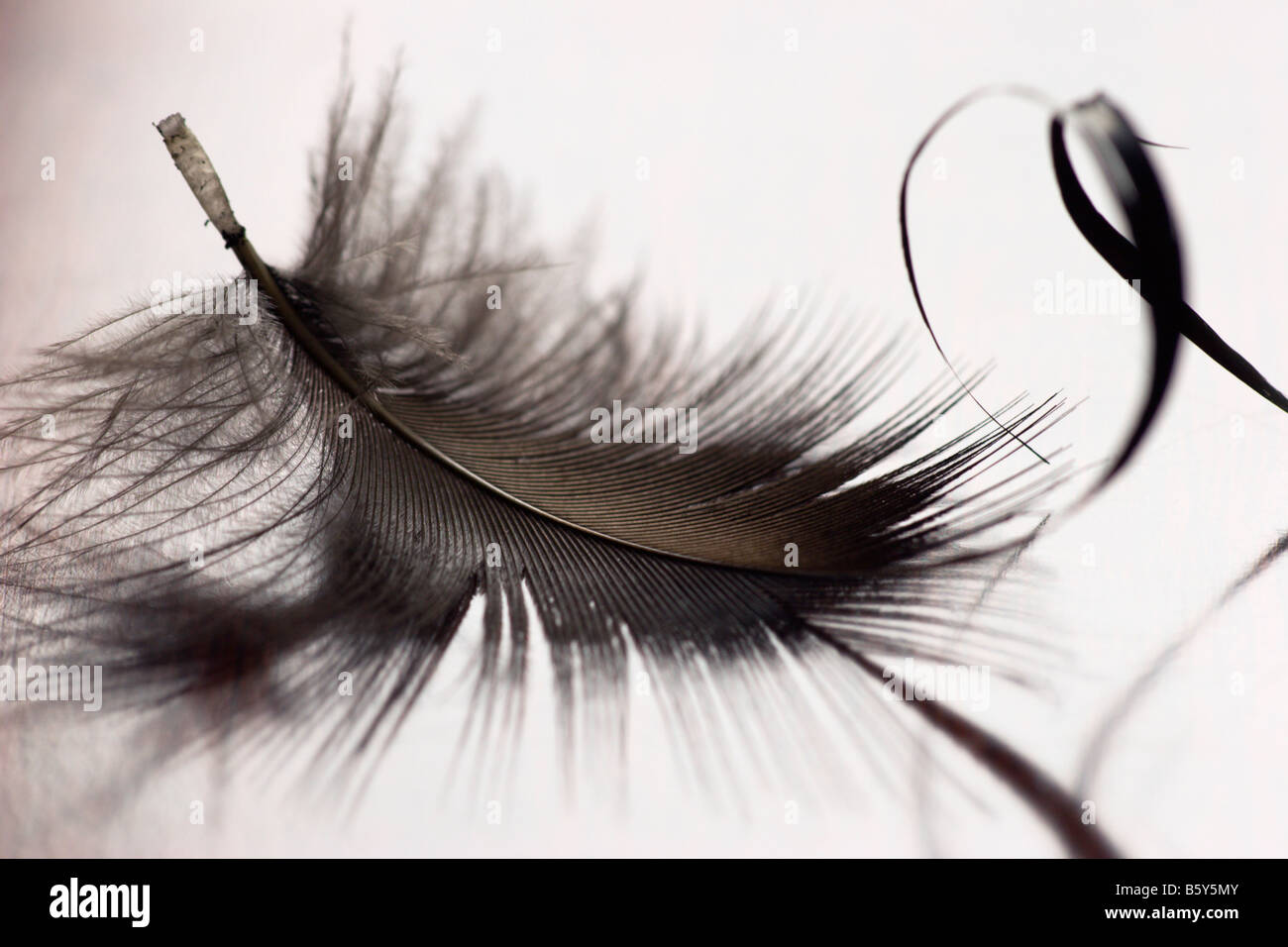 Feather dettaglio classico artistico elegante arte natura design Foto Stock