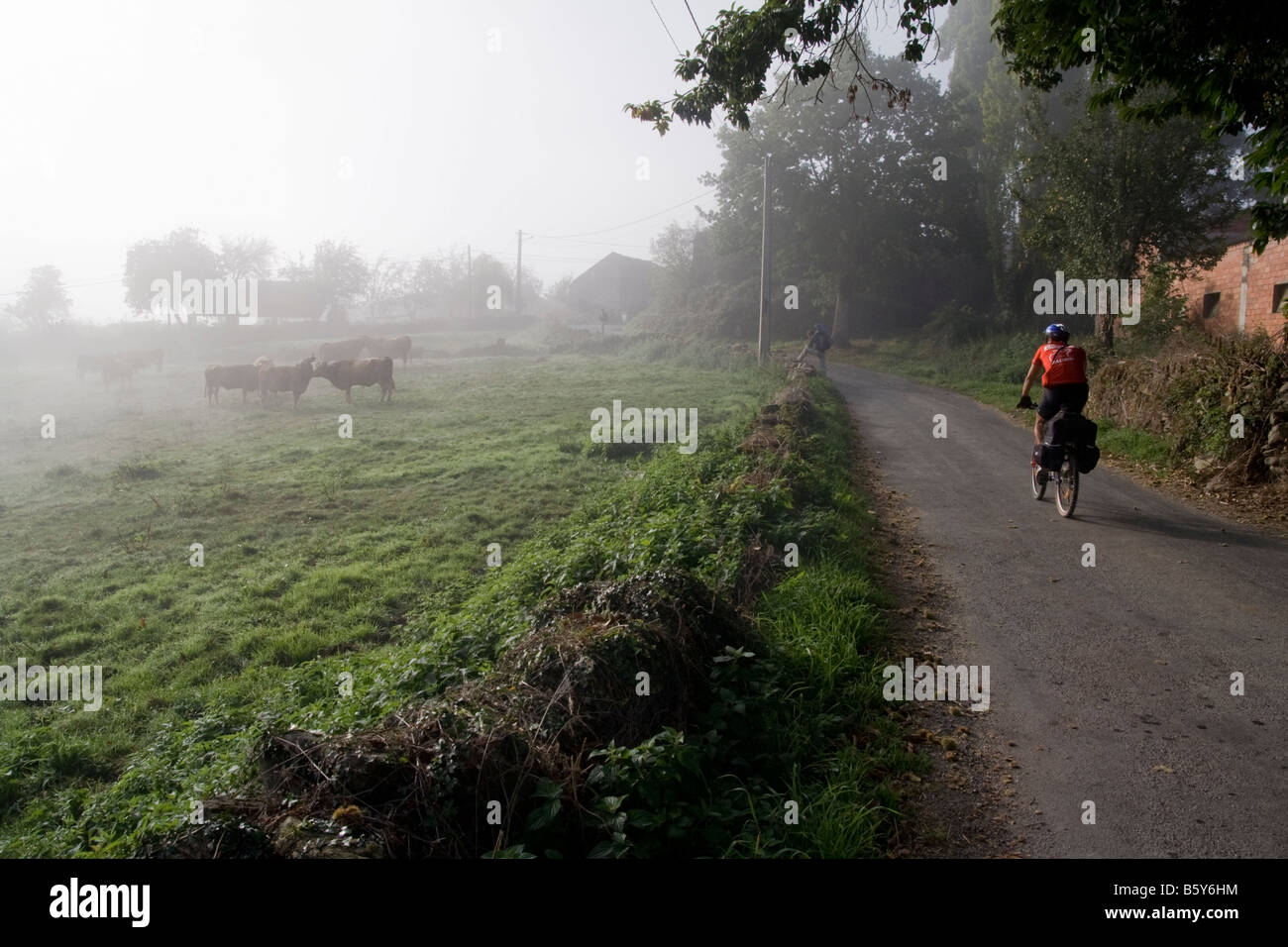 Un ciclista passa una nebbiosa campo con le mucche al pascolo lungo il Camino de Santiago tra Sarria e a Portomarin, Galizia, Spagna. Foto Stock
