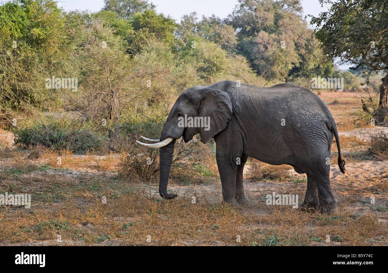 Elefante africano a South Luangwa National Park in Zambia Foto Stock