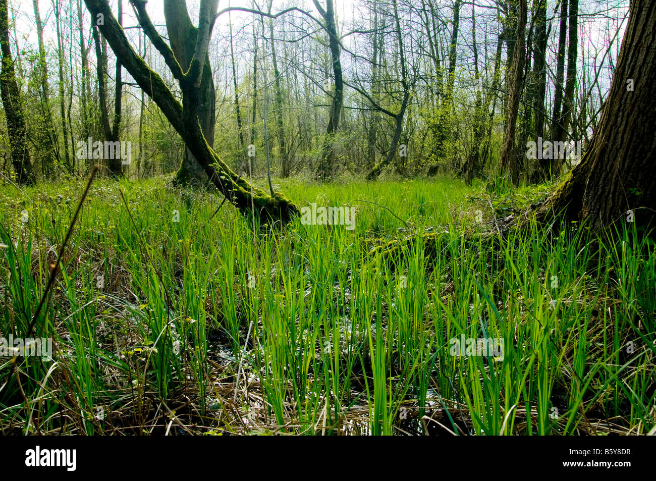 Foresta paludosa Foto Stock