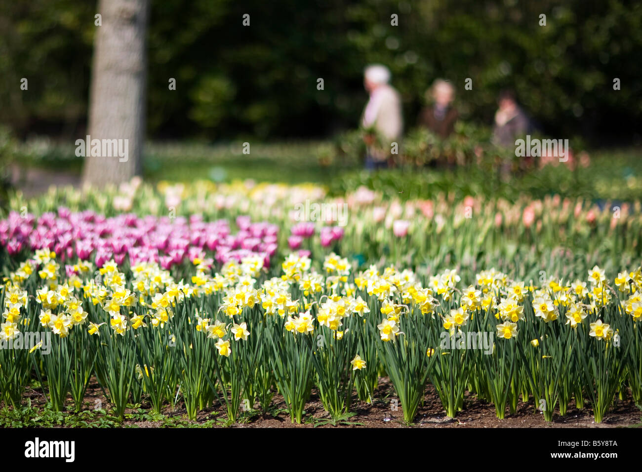 Visitatori passeggiare tra i blumi a Keukenhof, il più grande del mondo giardino fiorito si trova al di fuori di Lisse, Paesi Bassi Foto Stock