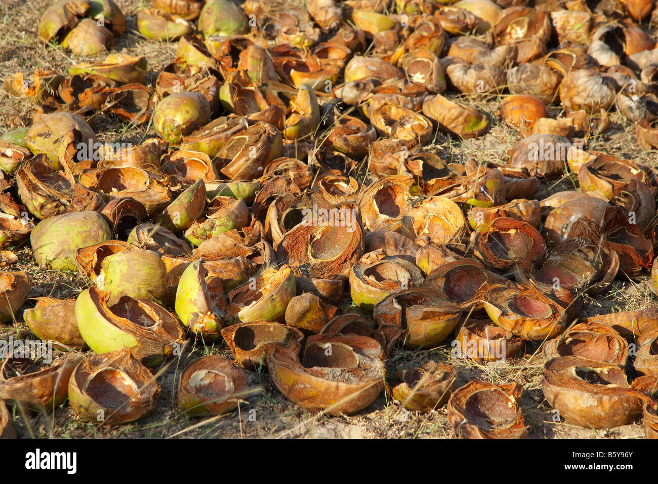 Gusci di noce di cocco sul Arambol Beach, Goa, India Foto Stock