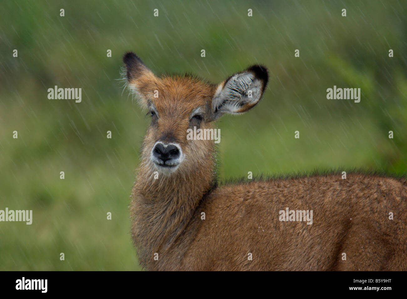 Waterbuck giovane antilope piove Uganda Africa Foto Stock