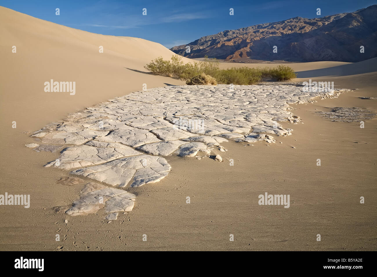 Death Valley dune di sabbia increspature piante di sopravvivere a secco Foto Stock