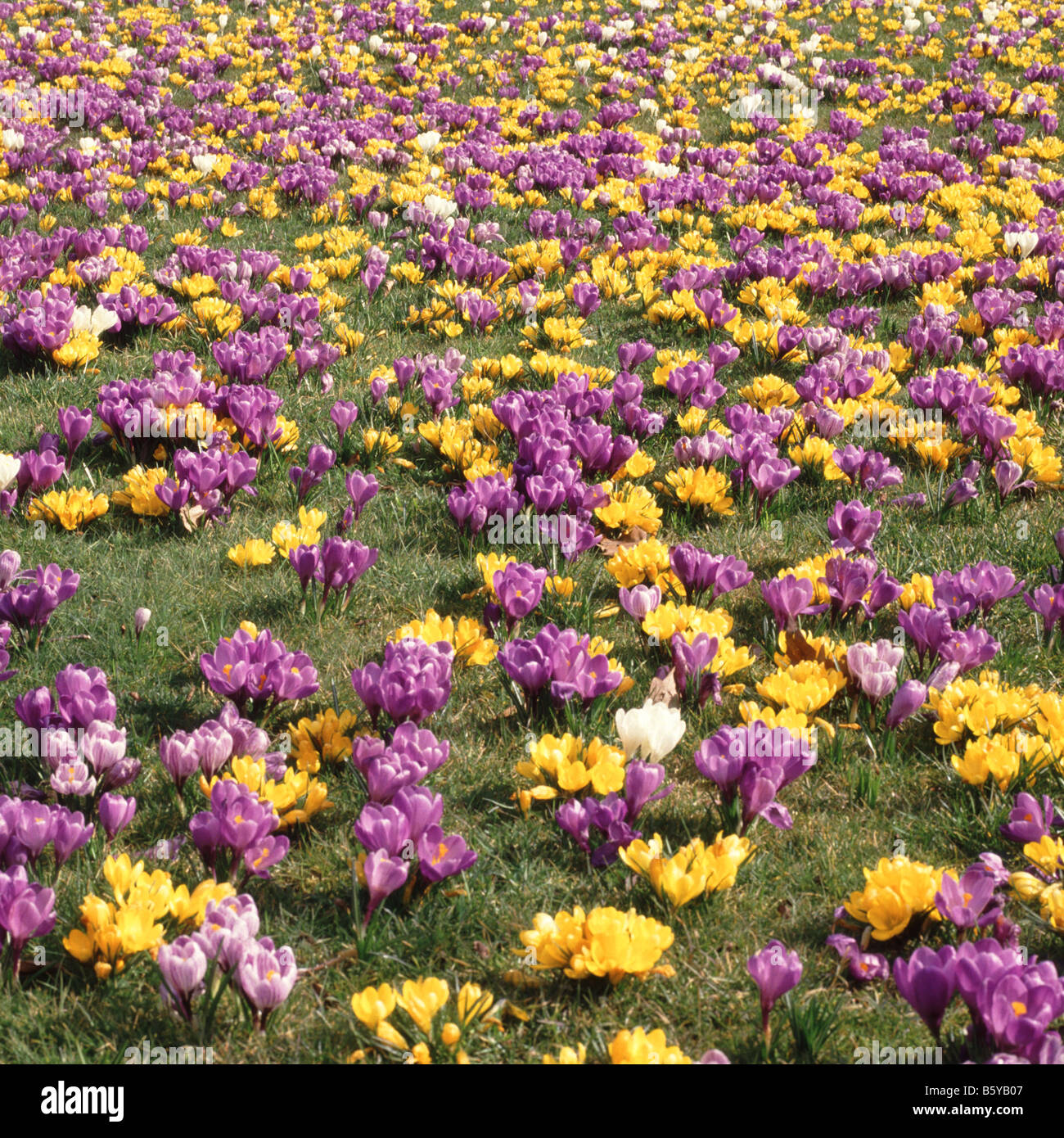 La piantagione di massa di crocus bulbi in fiore in Prato Foto Stock