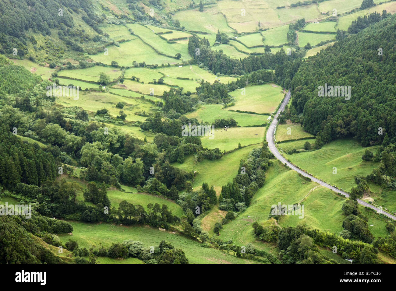 I campi con le vacche alla collina delle Sete Cidades, São Miguel, Azzorre, Portogallo Foto Stock