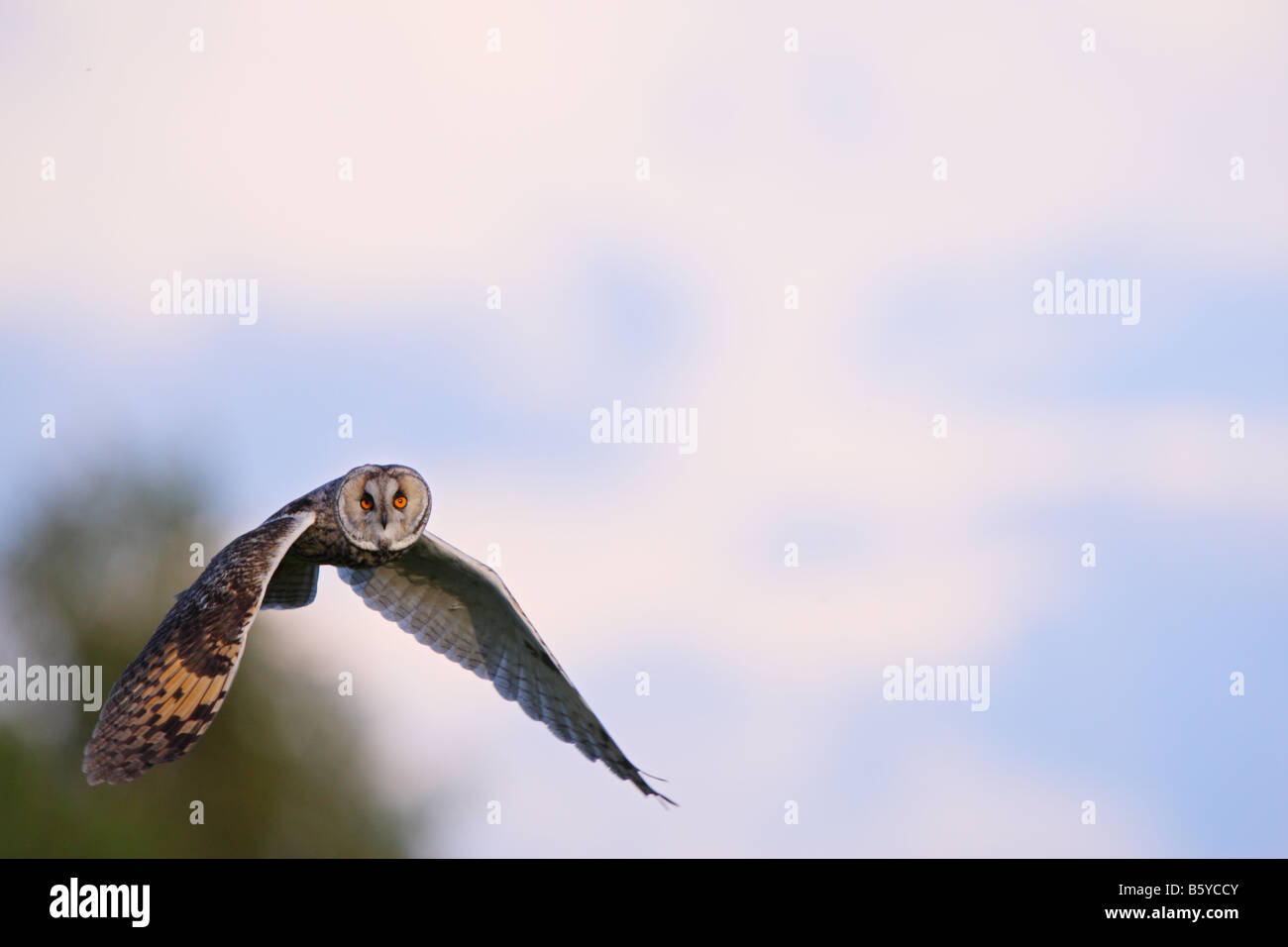 Long Eared Owl in volo, caccia. Foto Stock