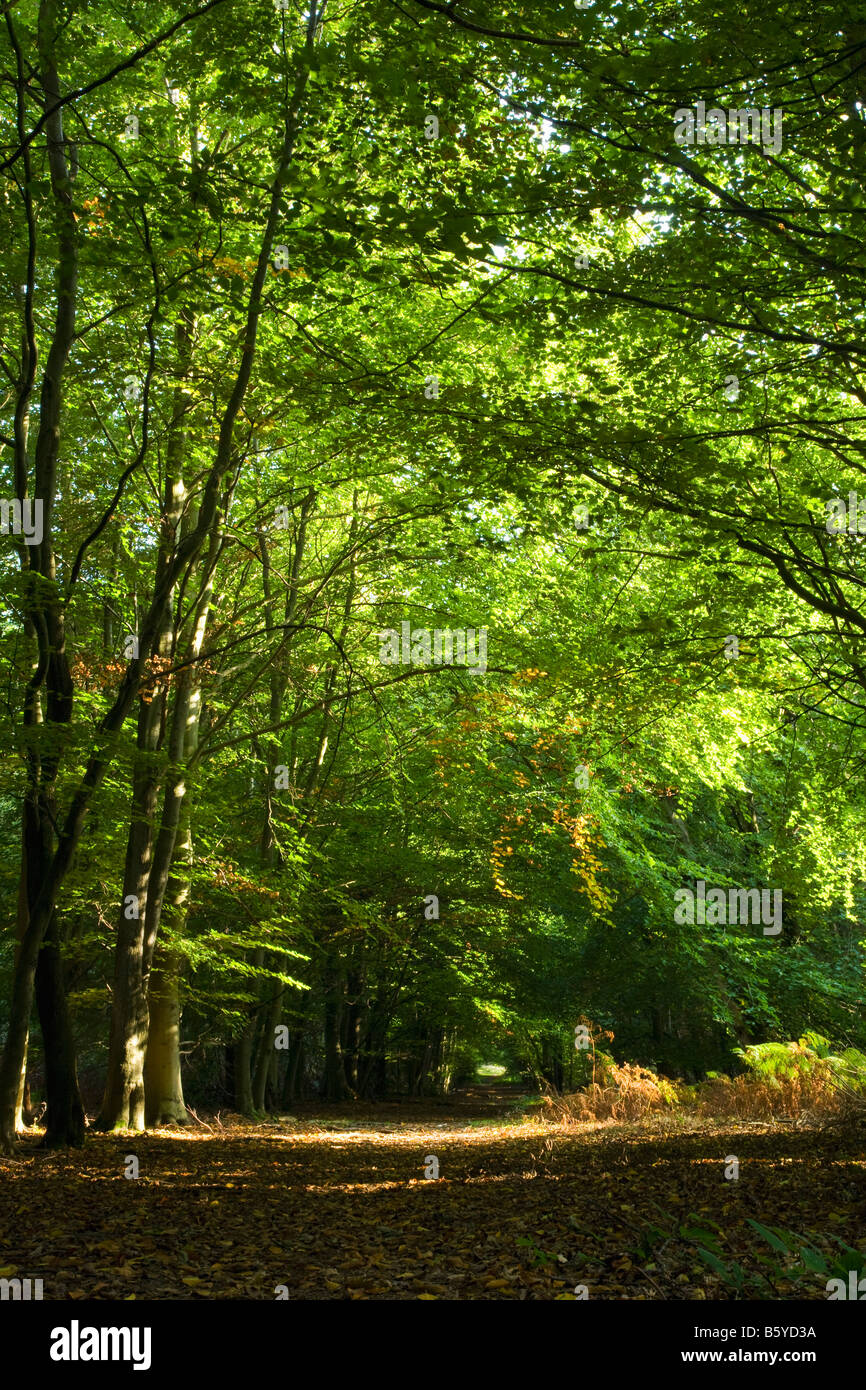 Inizio Autunno nel bosco inglese in estate il sole Shropshire England Regno Unito Regno Unito GB Gran Bretagna Isole Britanniche Europa UE Foto Stock