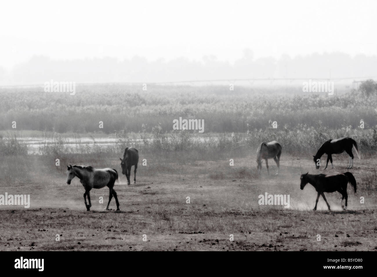 Una mandria di libera cavalli al pascolo in un campo in bianco e nero Foto Stock