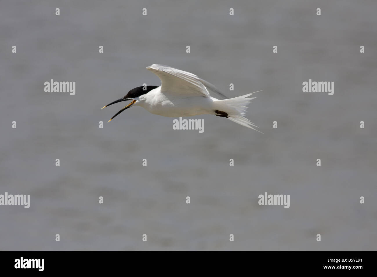 Sandwich Tern Brownsea Island Foto Stock